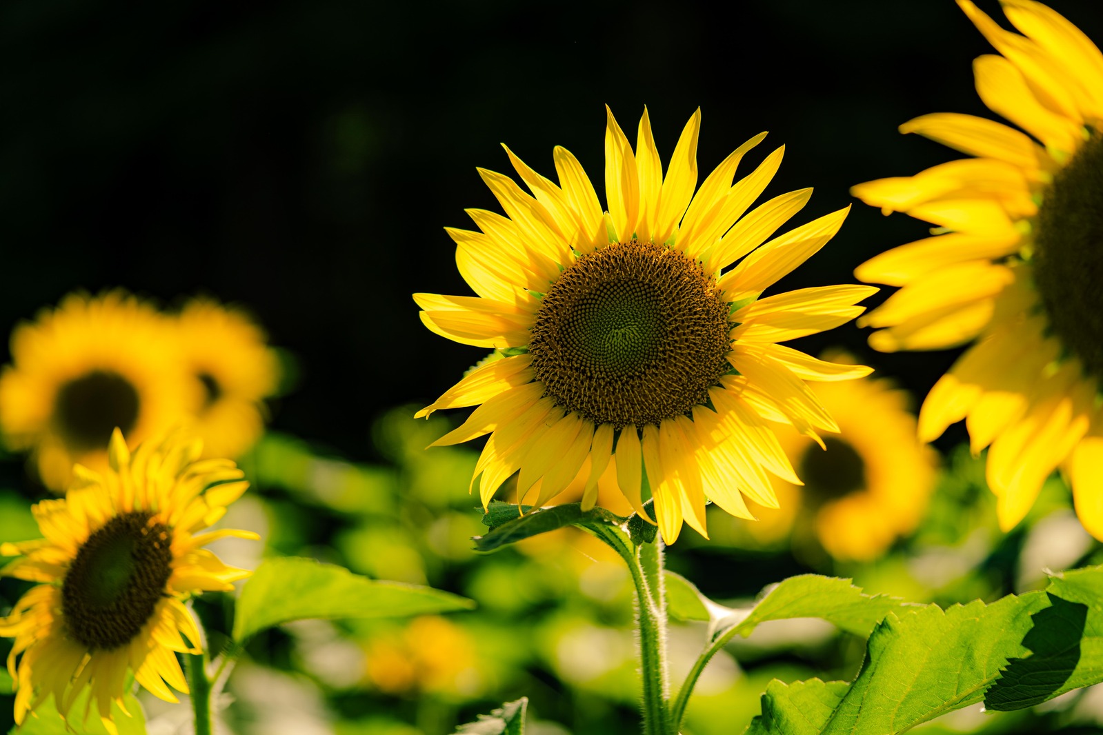 ひまわりプロジェクト